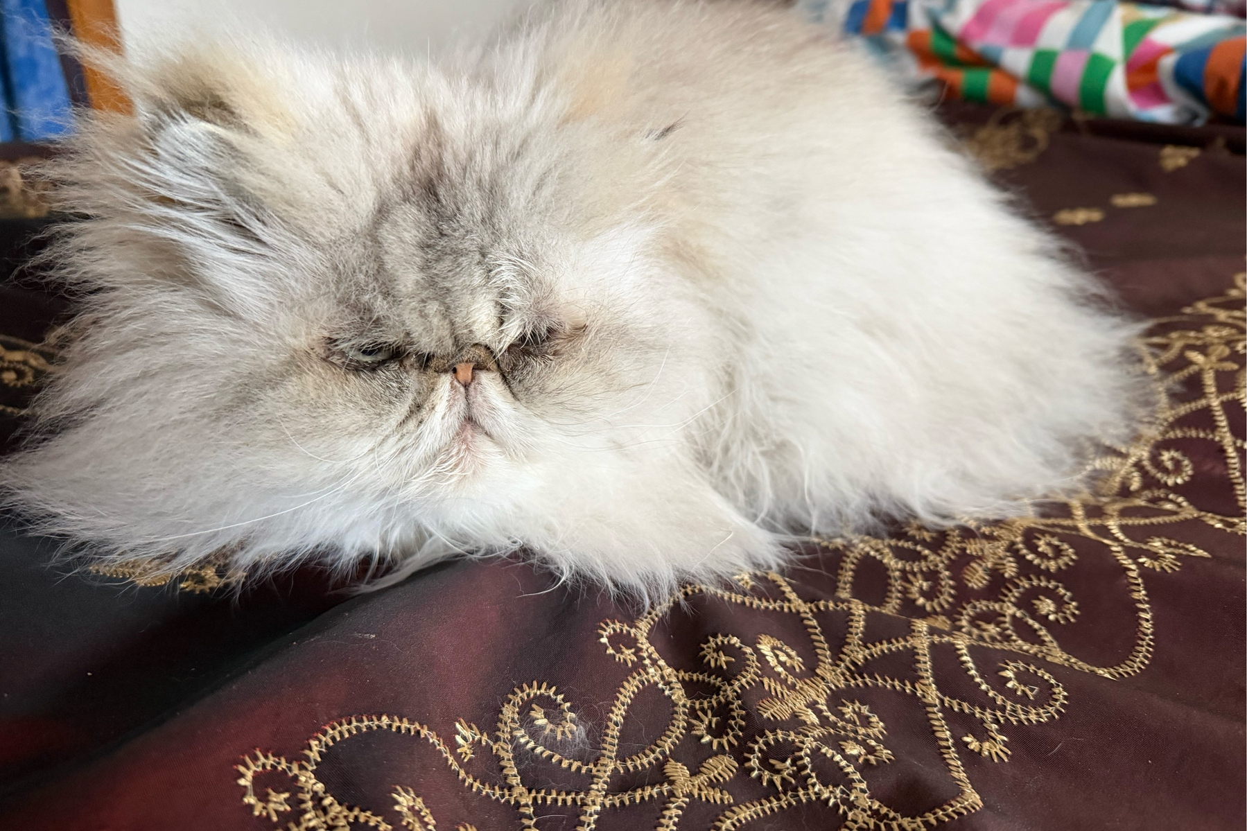 White Persian cat laying on a bed on top of a brown sheet with gold embroidery.
